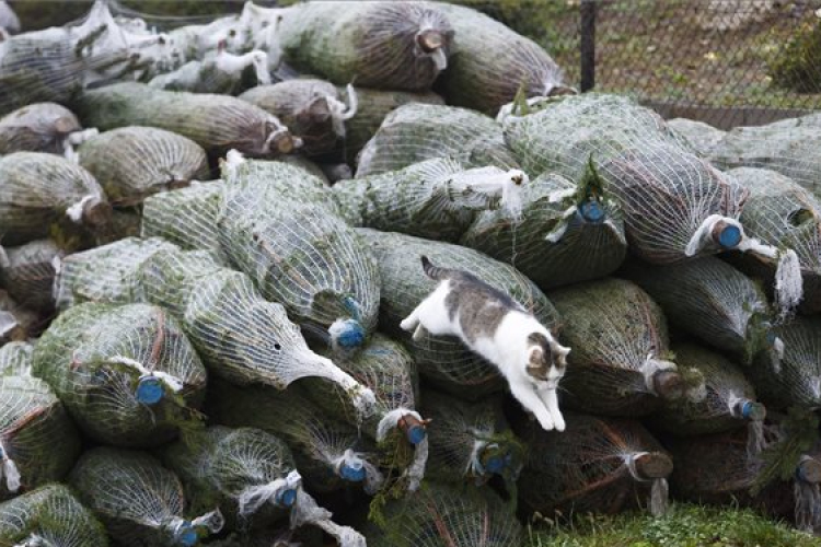 Idén várhatóan emelkedik a karácsonyfa ára 