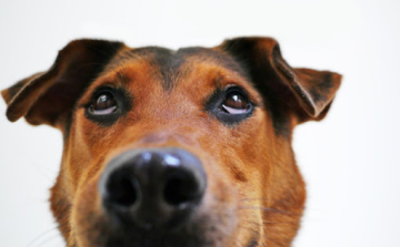 Csaknem kétszer annyian támogatják az állatmenhelyeket, mint a gyermekotthonokat Magyarországon