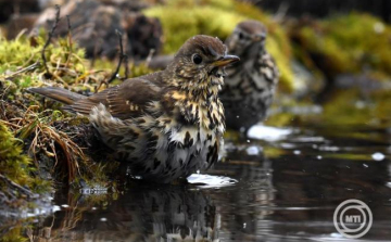 Az énekes rigó az év madara 2026-ban