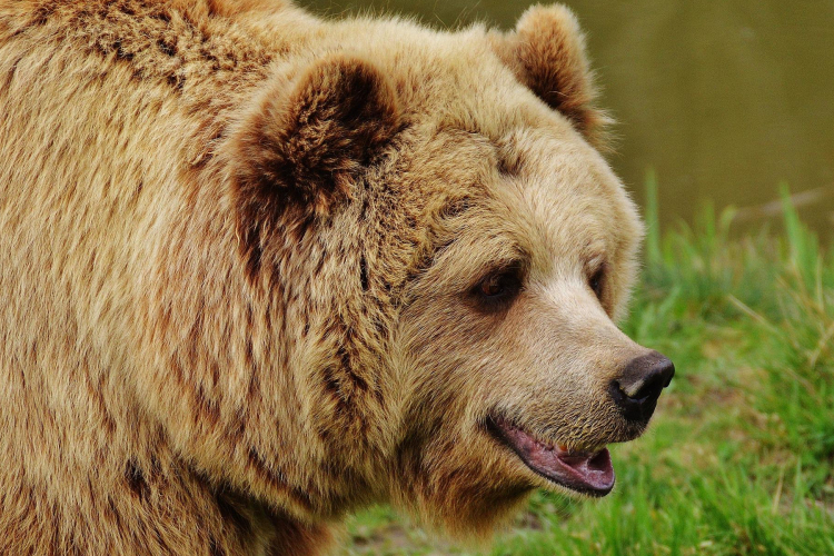 Holtan találták a hímet legyőző anyamedvét és bocsait Spanyolországban